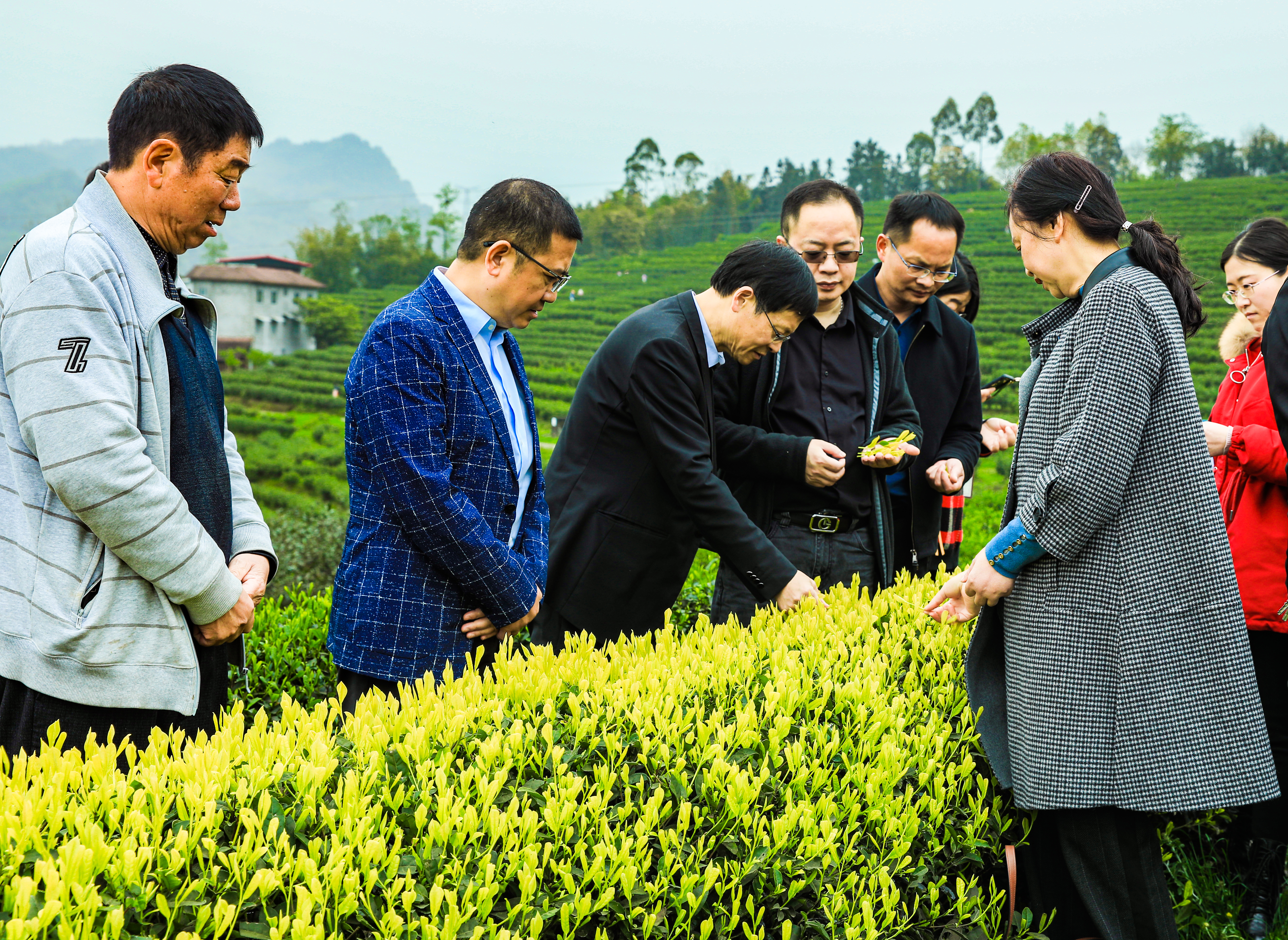 体验特色品种川黄1号