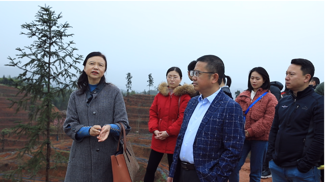 调研五沐茶韵富硒茶叶园区